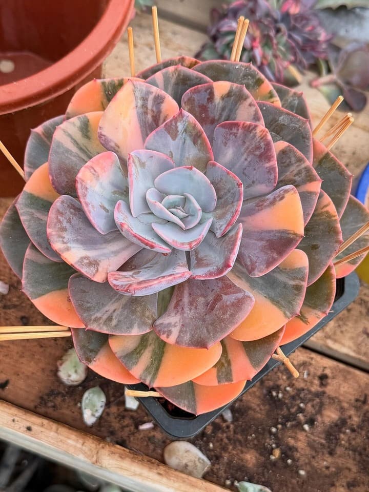 Succulent with long gaps between leaves