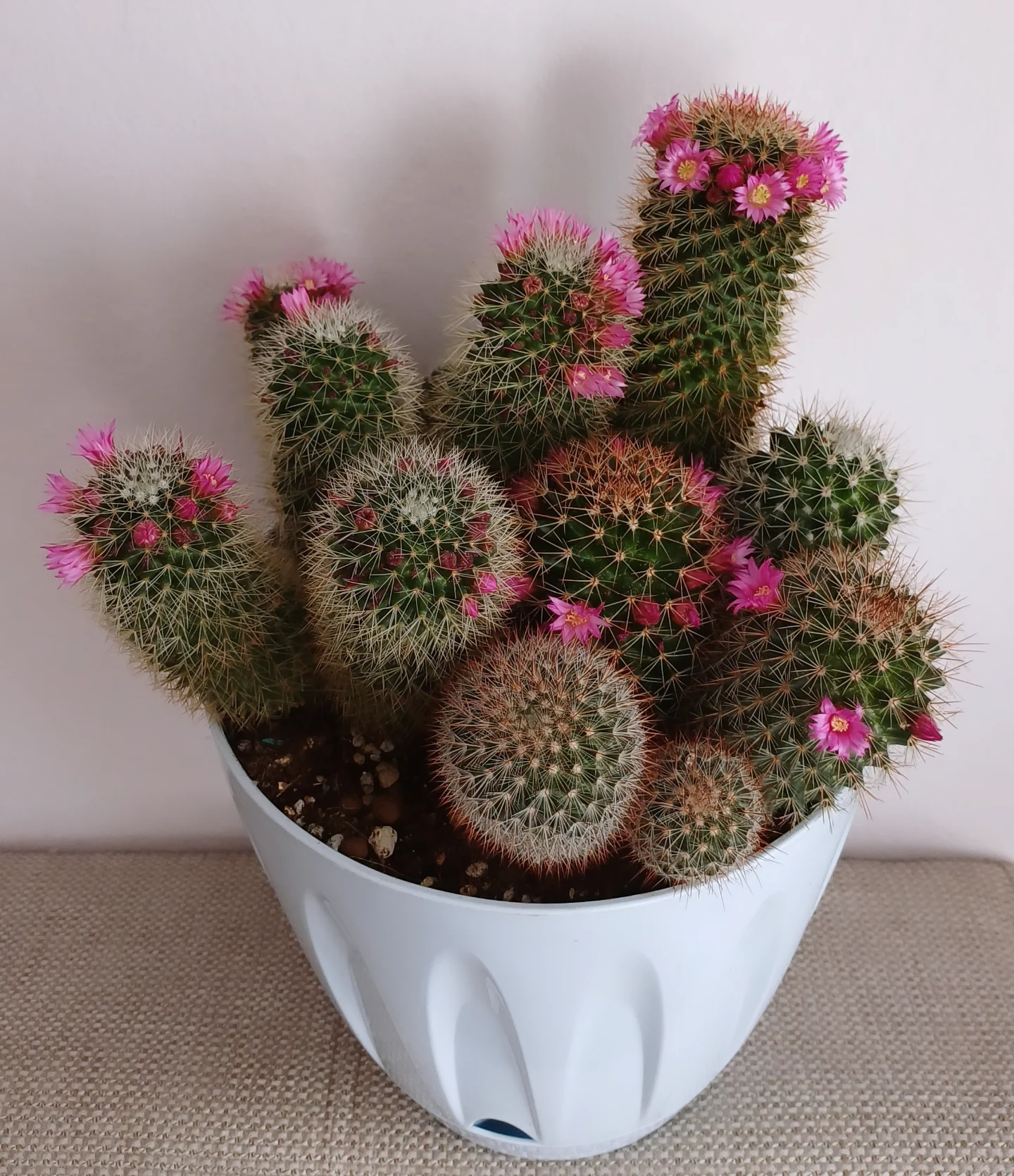 Healthy cactus and succulents with free draining soil and low nitrogen fertiliser
