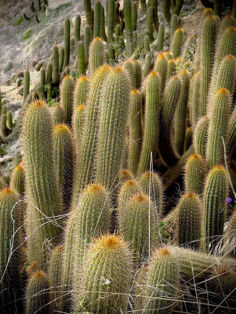 Yellow cactus showing signs of stress