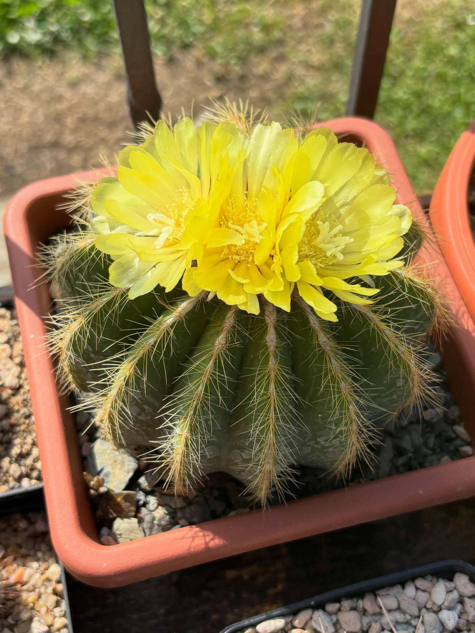 Healthy cactus recovering with better watering light and low nitrogen fertiliser