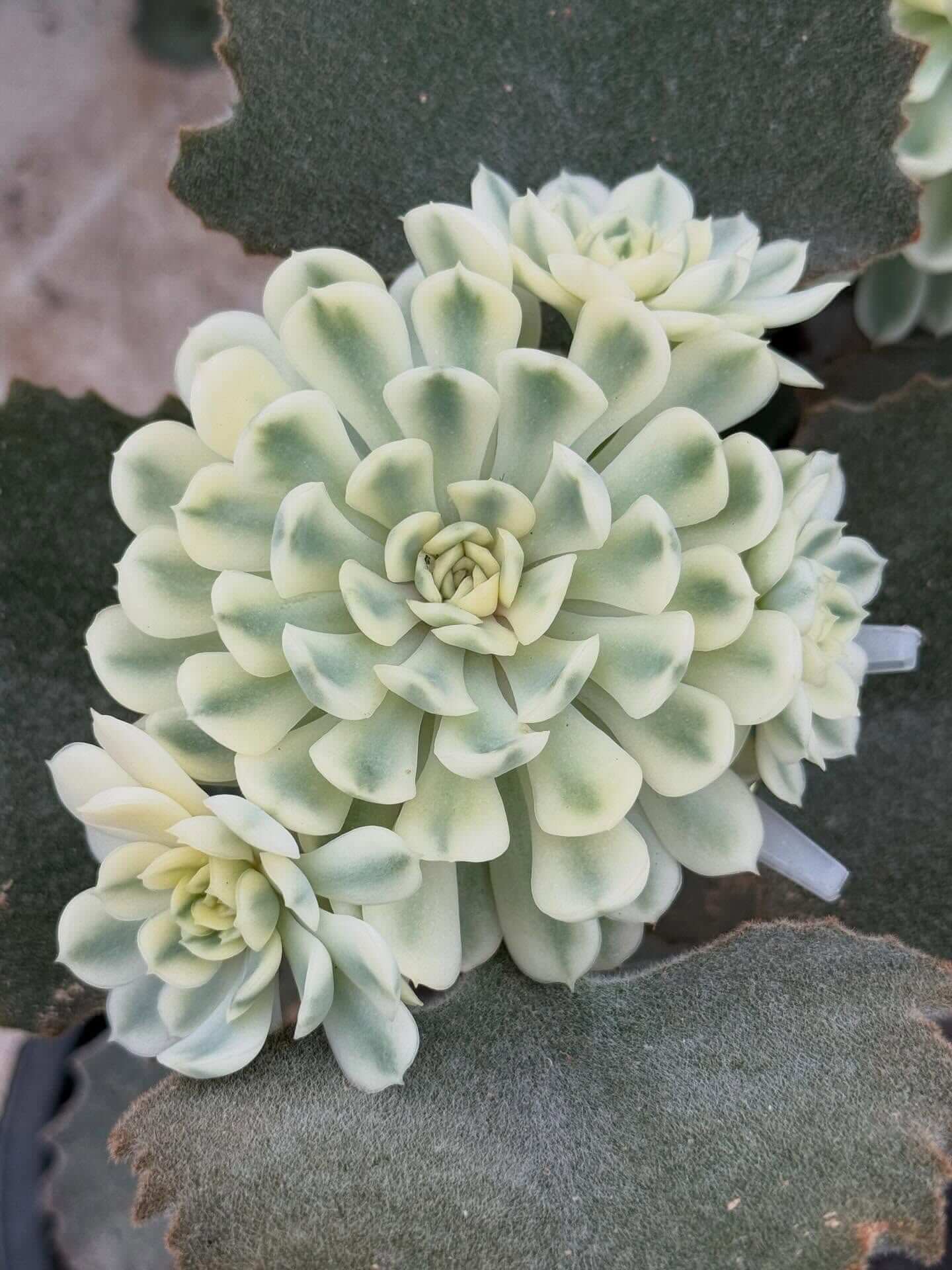 Succulents in bright light near a sunny window