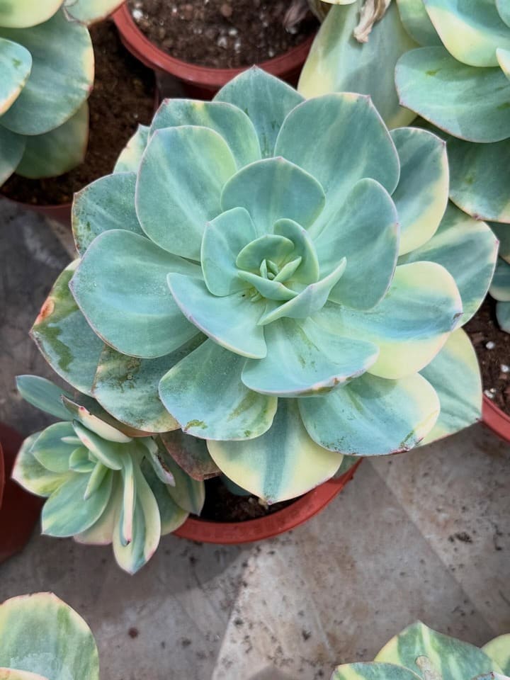 Succulent resting with reduced watering needs