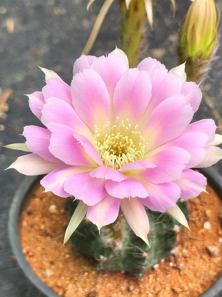 Flowering cactus in bright light