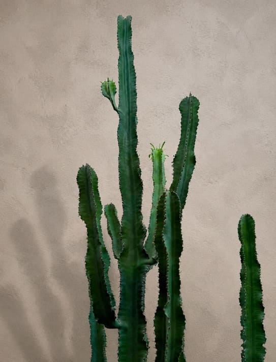 Cactus roots in free draining potting mix