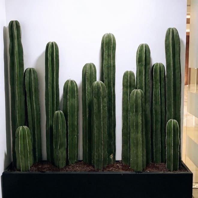 Cactus growing in free draining soil with fertiliser support
