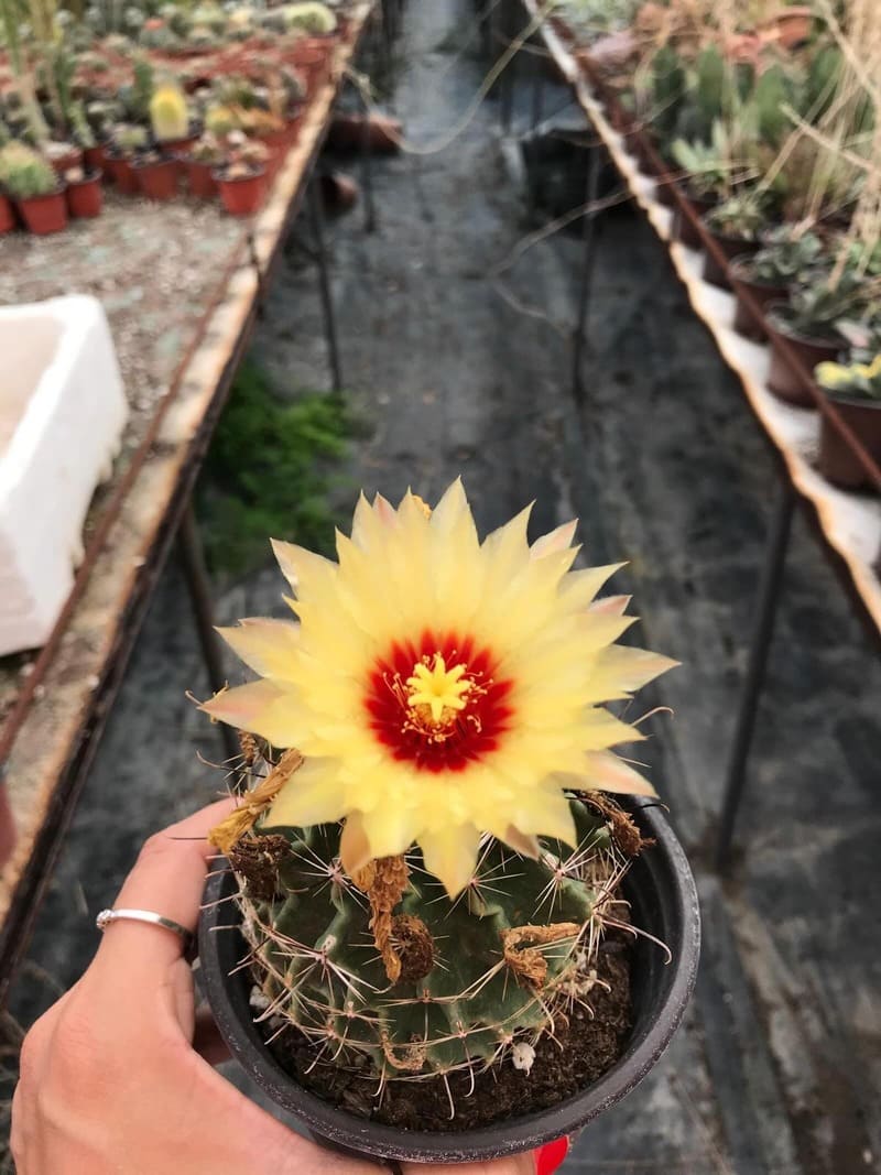 Healthy cactus flowering with correct light and fertiliser