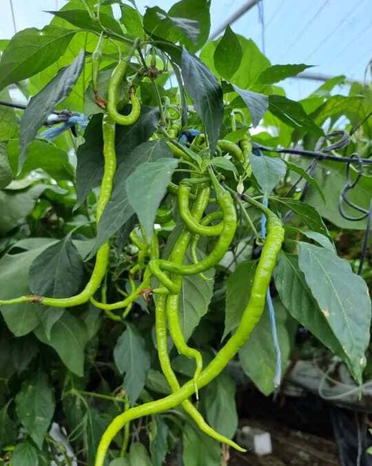 Healthy chilli plant