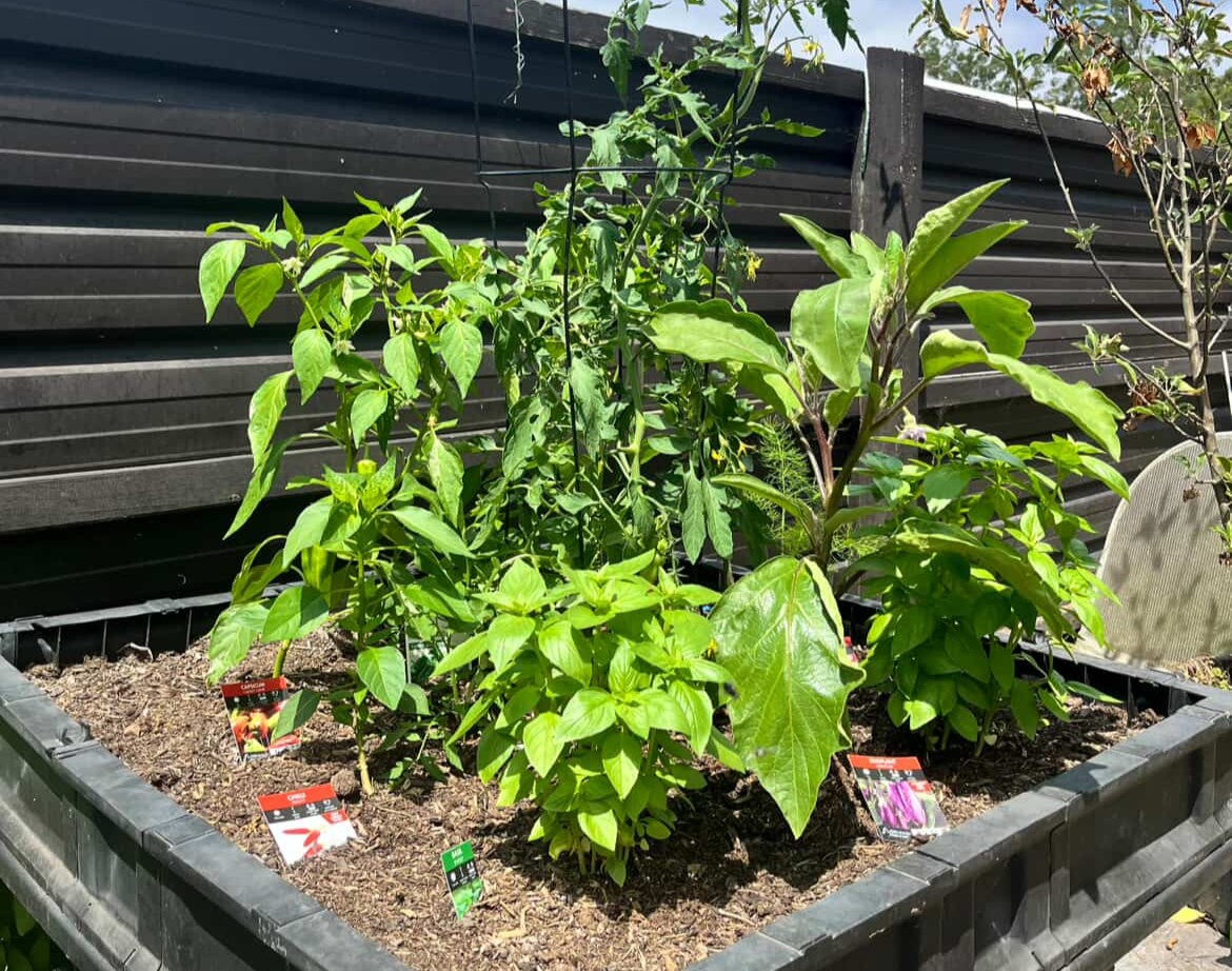 Healthy mixed home garden with vegetables and productive plants