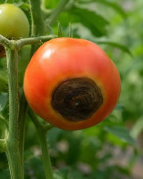 Tomato showing blossom-end rot