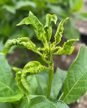 Plant showing calcium and magnesium deficiency stress