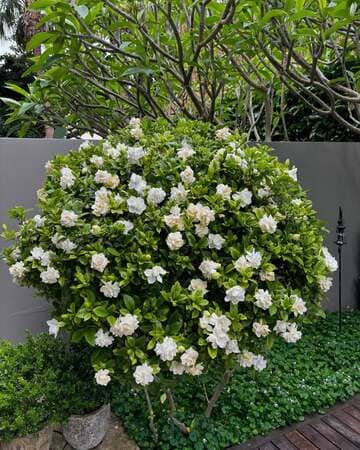 Healthy flowering plants