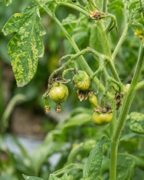 Fruit showing poor development