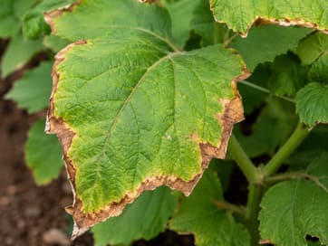 Leaf showing yellow and damaged edges