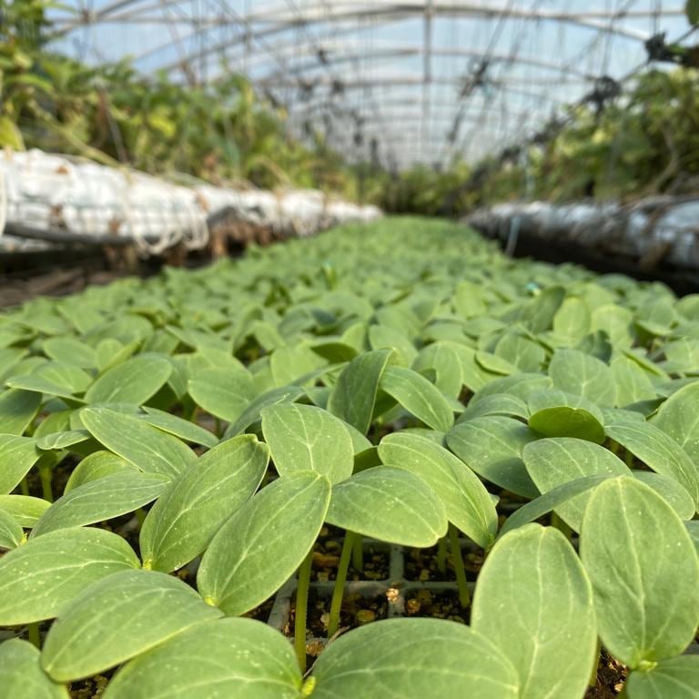 Commercial growing in Sydney, New South Wales