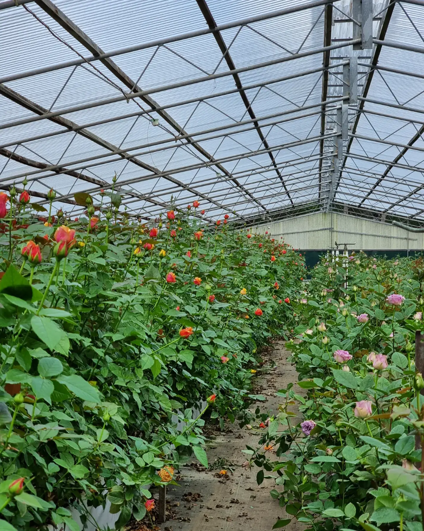 Commercial greenhouse growing experience
