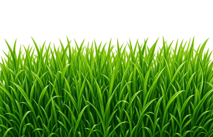 Thick healthy green lawn