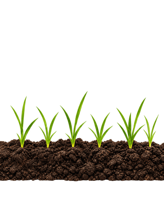 Fresh new grass growth