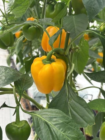 Capsicum plants carrying a heavy crop load