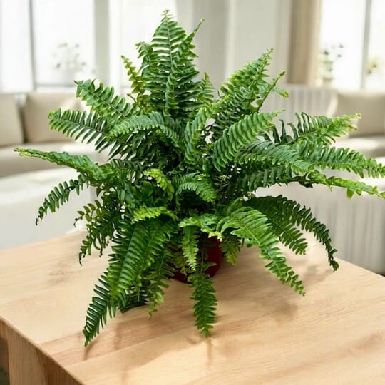 Boston fern with dense green fronds in an indoor pot