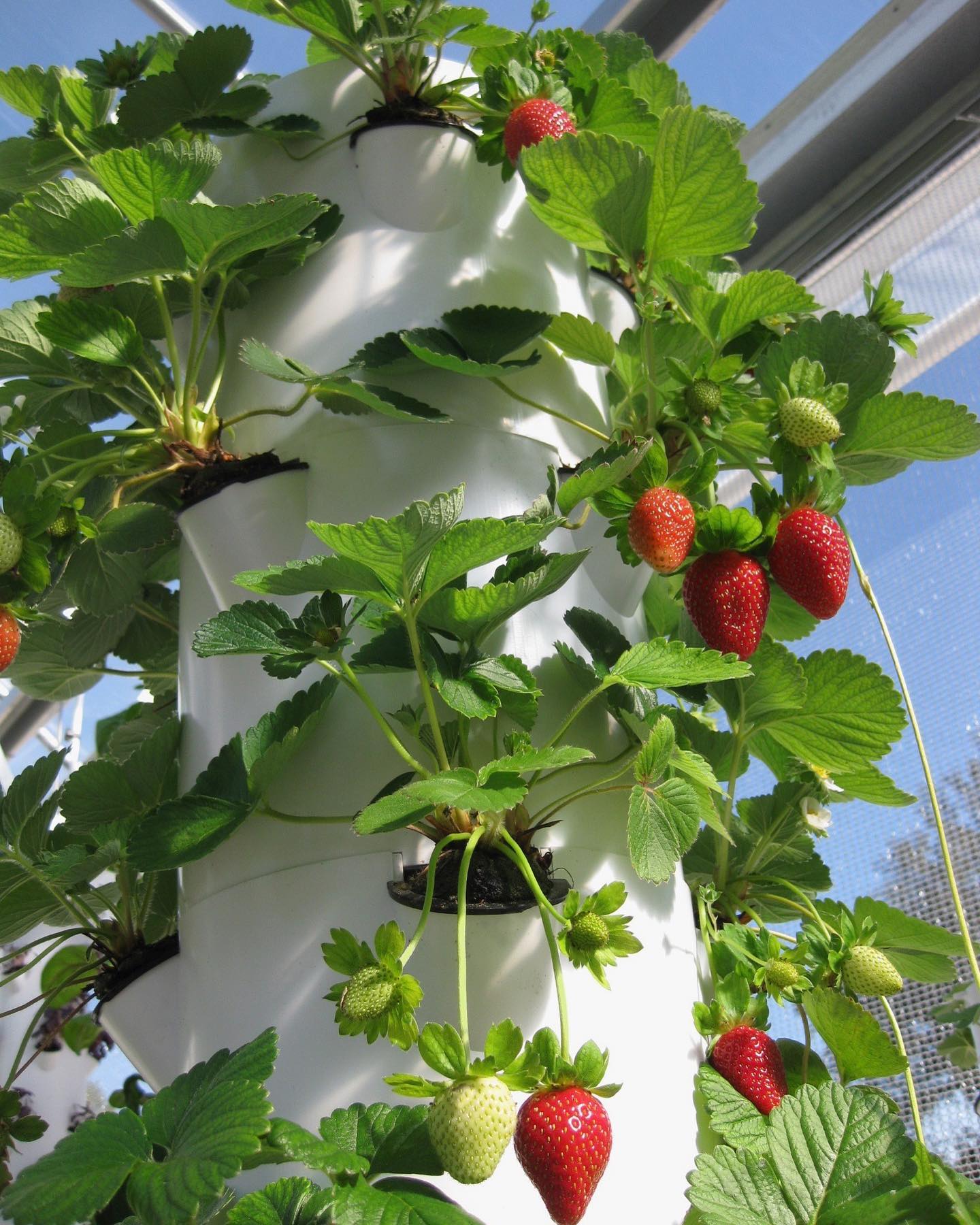 Strawberries fruiting in a vertical soilless tower system