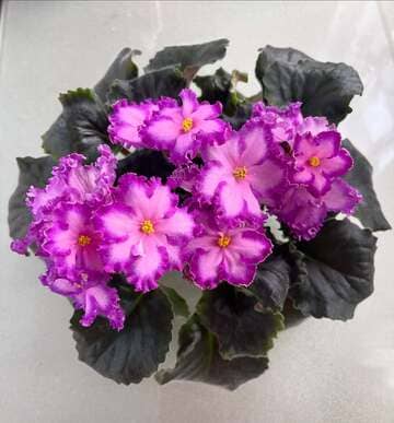 African violet in full purple flower as an indoor pot plant
