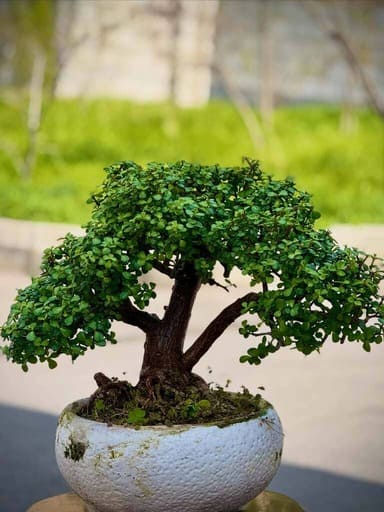Bonsai tree in a shallow pot with fine trimmed foliage