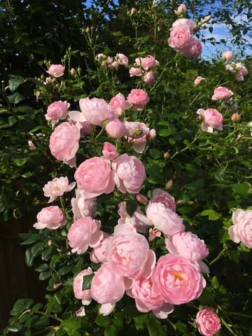 Roses in full bloom with deep green foliage
