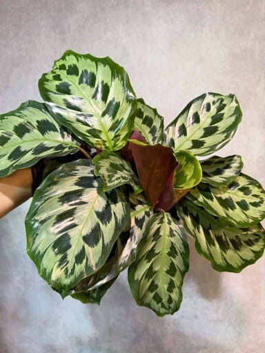 Calathea with patterned leaves growing in low indoor light