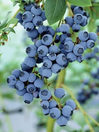 Blueberry bushes in fruit alongside climbing vine crops