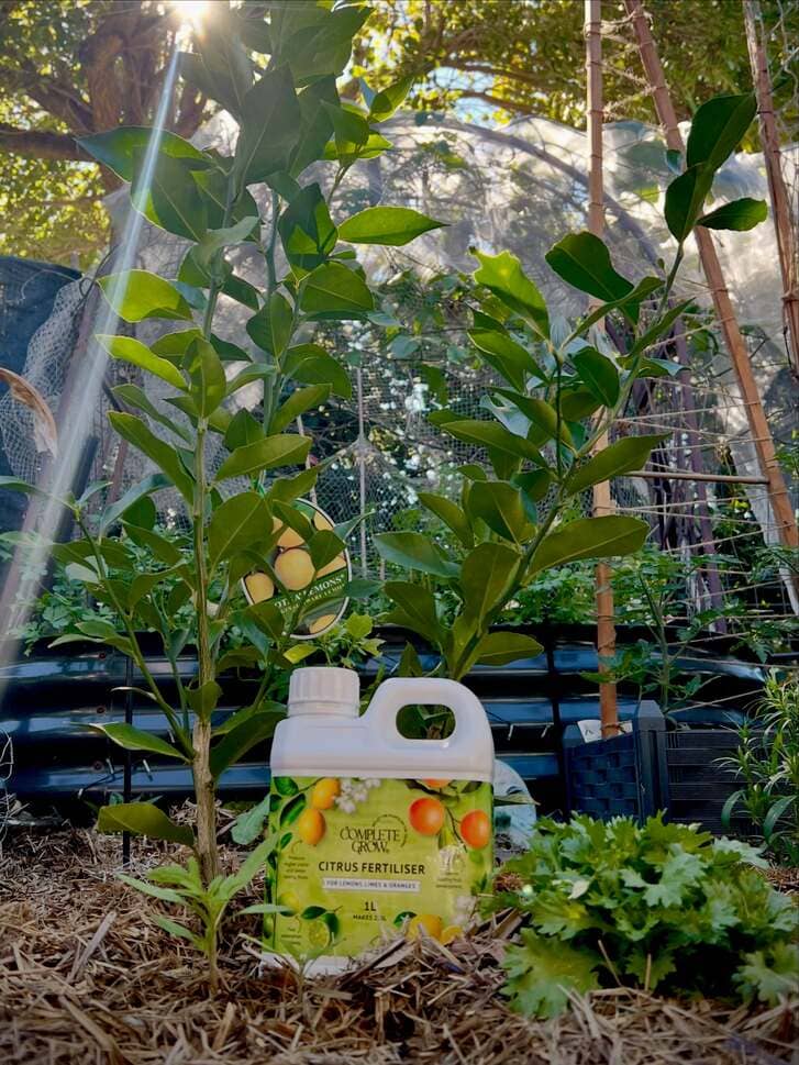 Potted lemon tree grown using CompleteGrow citrus fertiliser