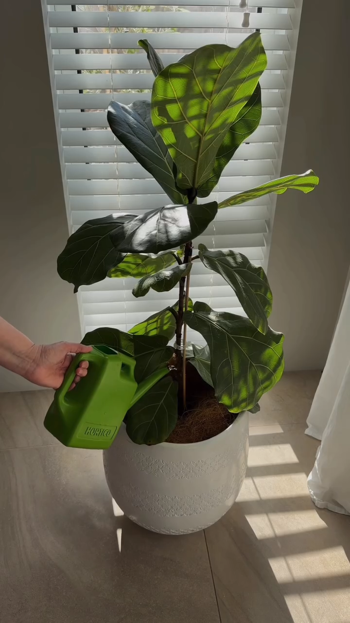 Healthy indoor plant foliage
