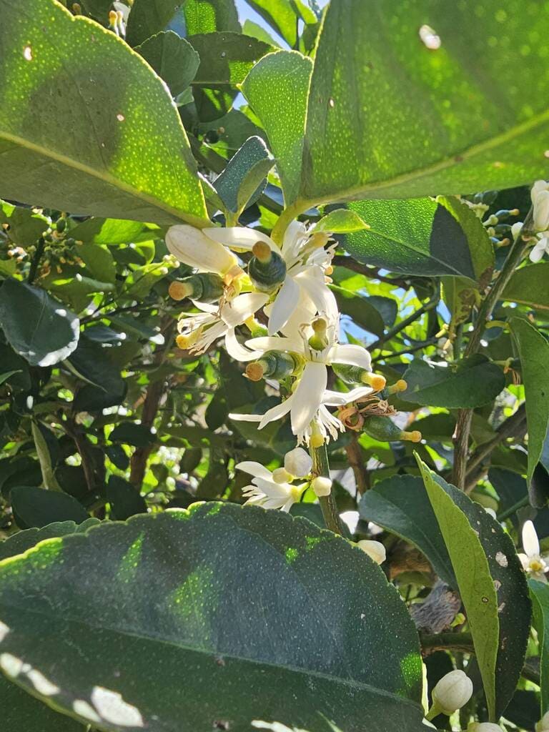 Citrus buds and blossoms