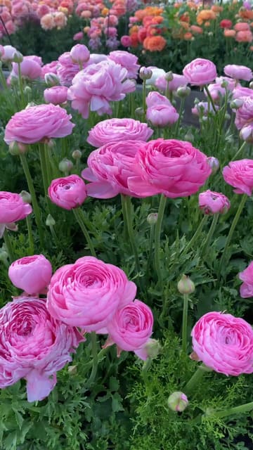 Dense bed of flowering annuals in full colour