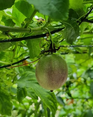 Passionfruit ripening on a healthy vine
