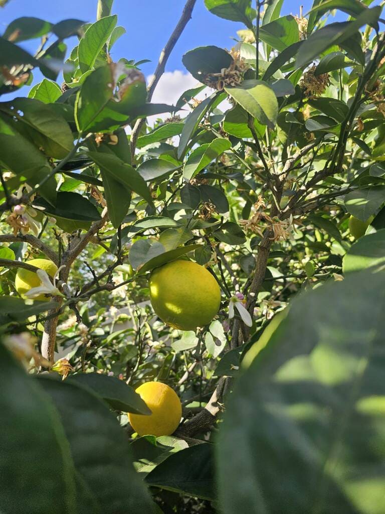 Developing green citrus fruit