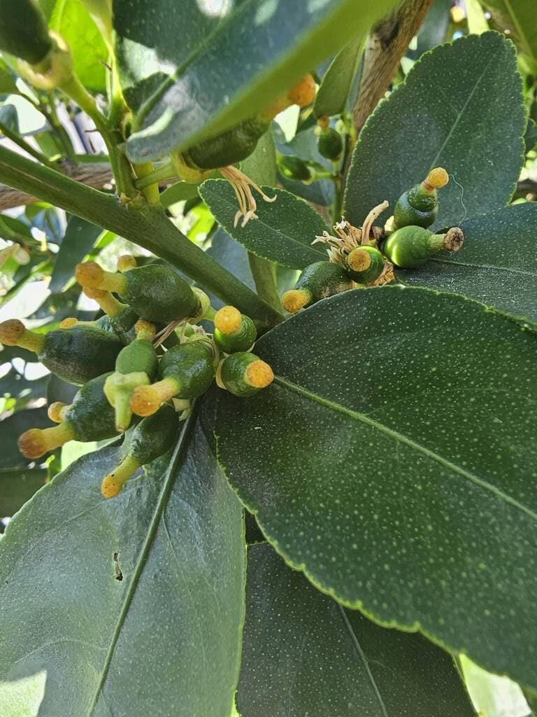 Young citrus fruit after fruit set