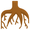 Plant roots