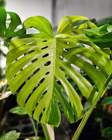 Monstera deliciosa with large split leaves growing indoors