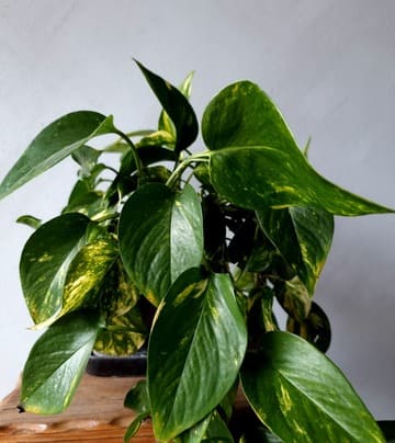Pothos trailing from an indoor pot with glossy variegated leaves