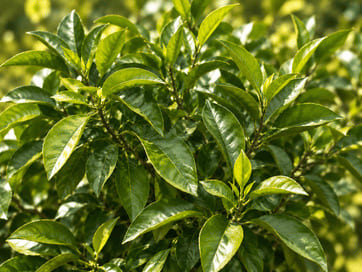 Dense citrus foliage with little fruit
