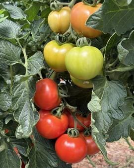 Ripening truss tomatoes on healthy vines in a home garden