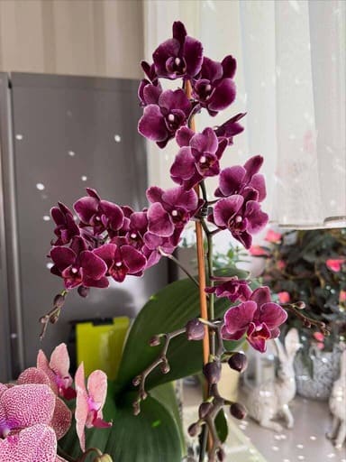 Customer photo of their moth orchid