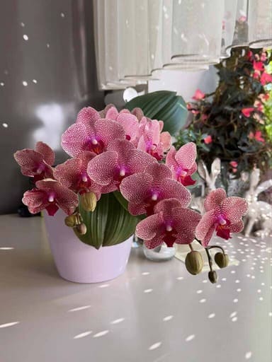 Customer photo of their oncidium