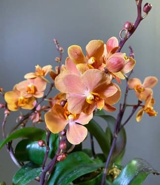 Customer photo of their moth orchid