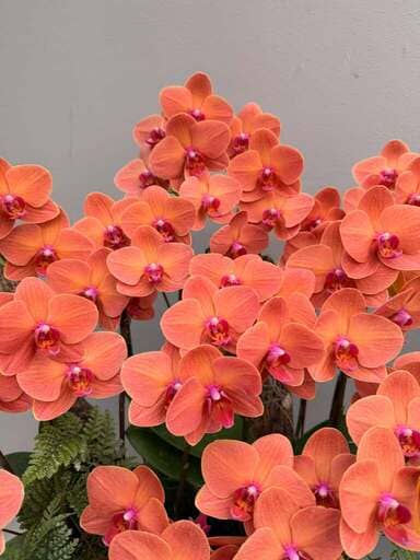 Customer photo of their moth orchid