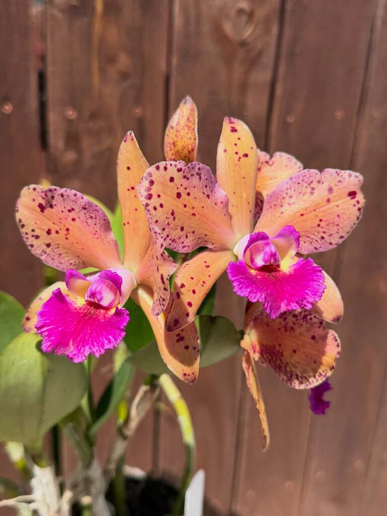 Customer photo of their moth orchid