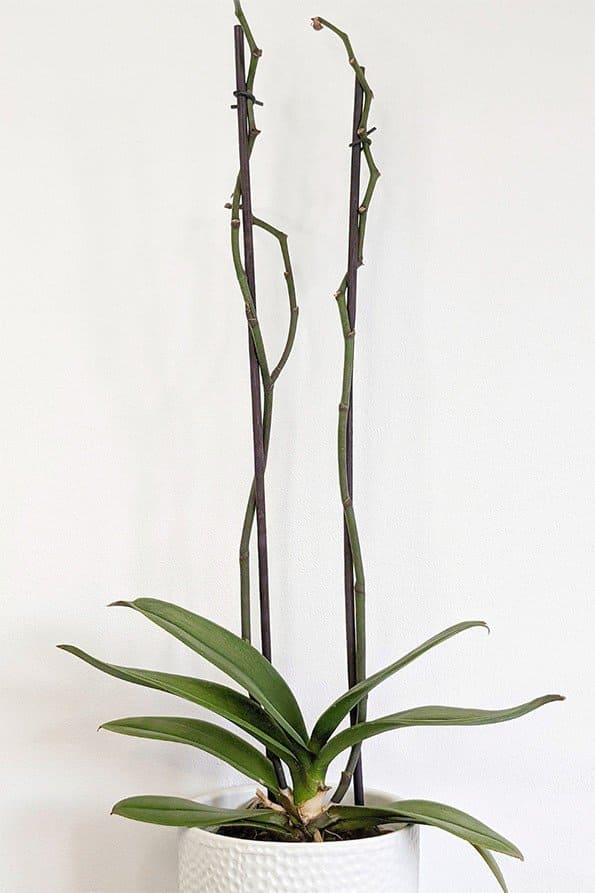 Orchid after flowering, with bare spikes above healthy leaves
