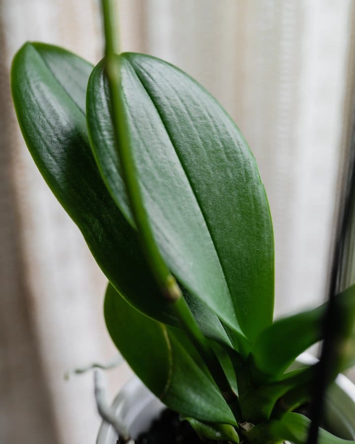 Close-up of glossy new orchid leaves