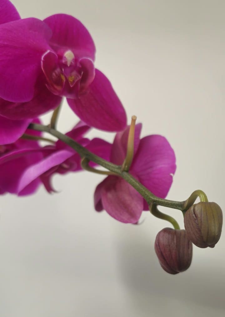Magenta orchid spike with new buds forming