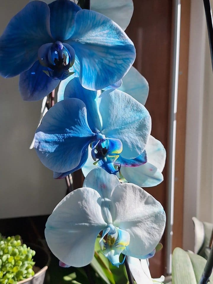 Orchid in full bloom